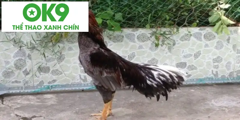 Dễ dàng phân loại đấu sĩ xám bất bại theo đặc điểm tự nhiên Dễ dàng phân loại đấu sĩ xám bất bại theo đặc điểm tự nhiên