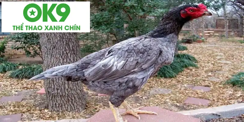 Sơ lược về gà màu xám là gì Sơ lược về gà màu xám là gì