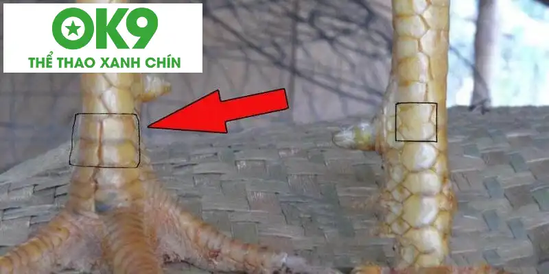 Hình ảnh vảy gà tứ quý Một số thông tin thú vị liên quan về vảy gà tứ quý