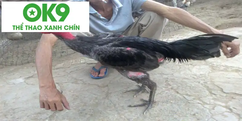 Màu chân của “đấu sĩ” là một trong những yếu tố quan trọng để sư kê chọn Màu chân của “đấu sĩ” là một trong những yếu tố quan trọng để sư kê chọn