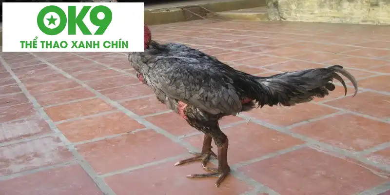 Những đấu sĩ tạo nên đẳng cấp trên toàn giới chọi kê Những đấu sĩ tạo nên đẳng cấp trên toàn giới chọi kê