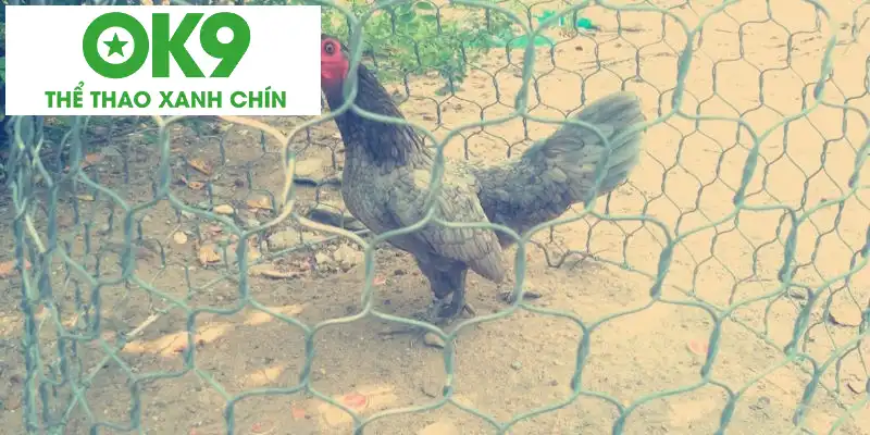 Chọn đấu sĩ chinh chiến bạn nên xem xét mọi lưu ý cần thiết Chọn đấu sĩ chinh chiến bạn nên xem xét mọi lưu ý cần thiết